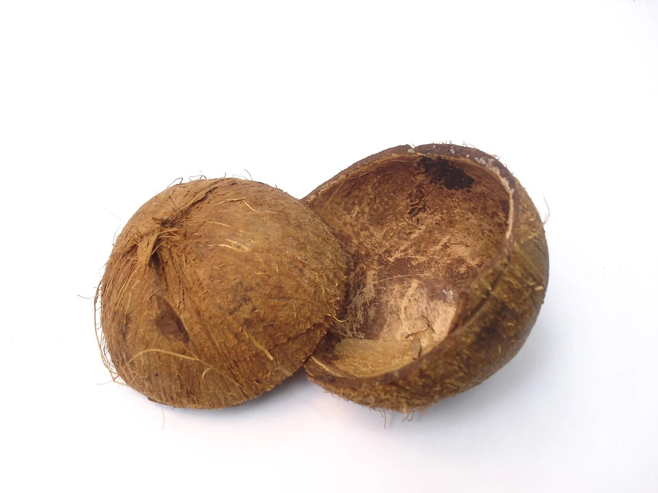 coconut shell coconut shell